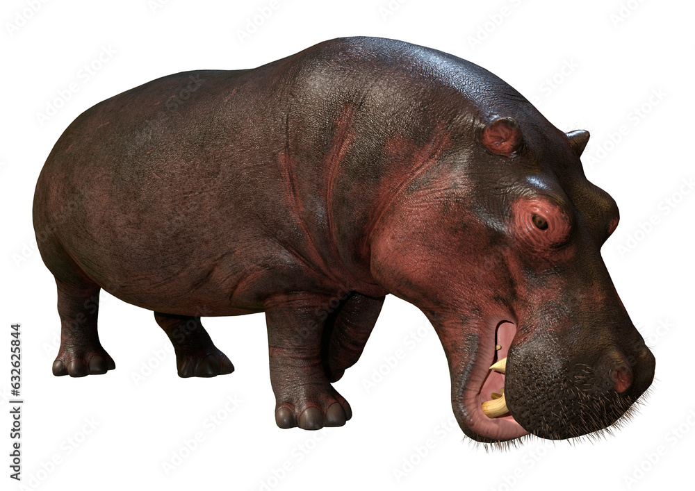 Fototapeta premium 3D Rendering Hippopotamus on White