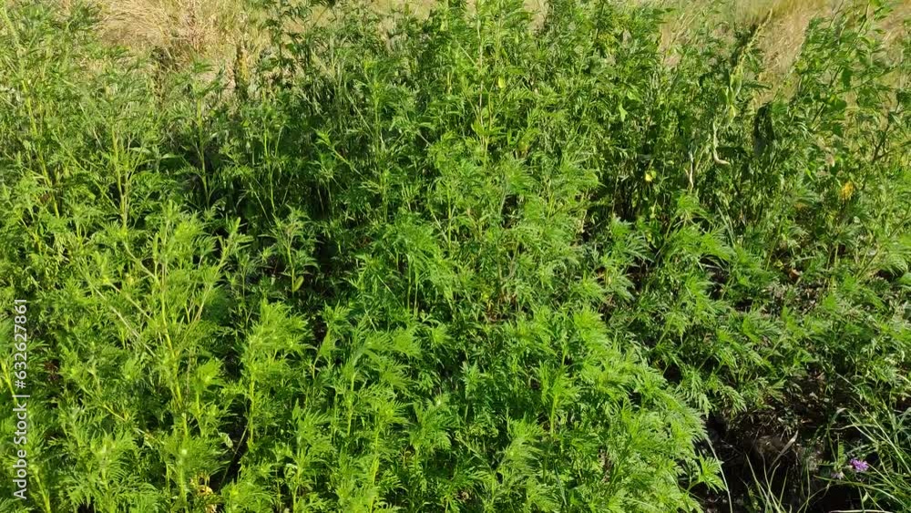 Ambrosia sways in the wind. Field grass sways in the wind. Ambrosia sways in the wind. Field grass sways in the wind.