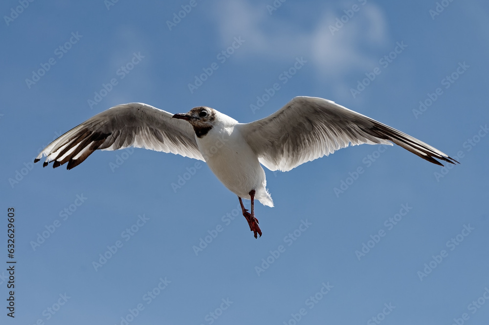 Obraz premium Mouettes