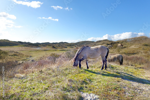 Wild Konik horses roaming freely in the coastal dunes of the Netherlands, introduced to create more diversity in vegetation.