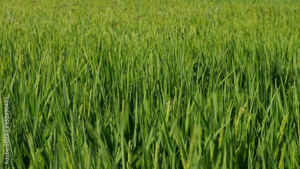 Rice ears bearing fruit, harvest, agriculture, paddy field Rice ears bearing fruit, harvest, agriculture, paddy field
