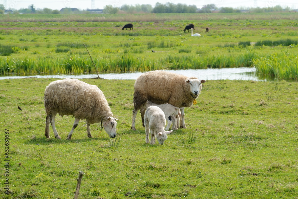 White sheep with lamb in a Dutch polder landscape in spring White sheep with lamb in a Dutch polder landscape in spring