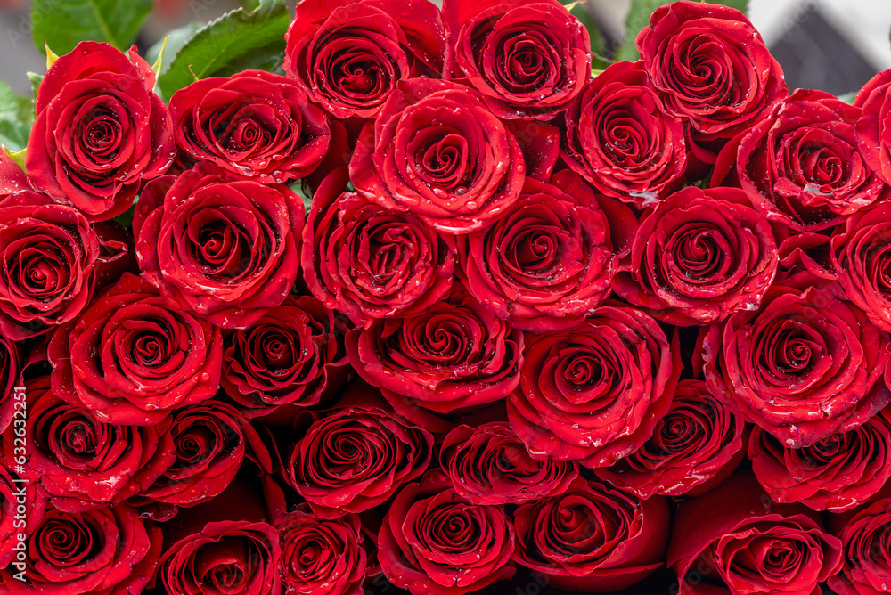 red roses background red roses background