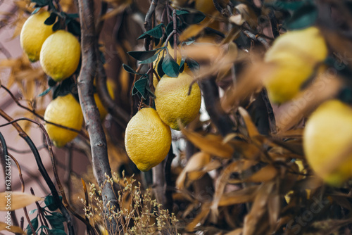 Lemon tree yellow fruits hanging on branches in summer. lemon juice 