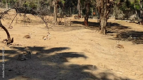 Beautiful yellow antelopes walk in the zoo enclosure