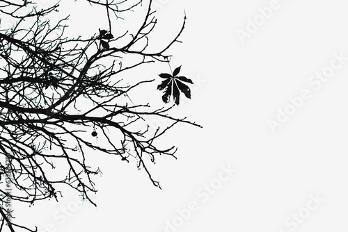 A silhouette of thin tree branches with the last chestnut leaf hanging on a tree