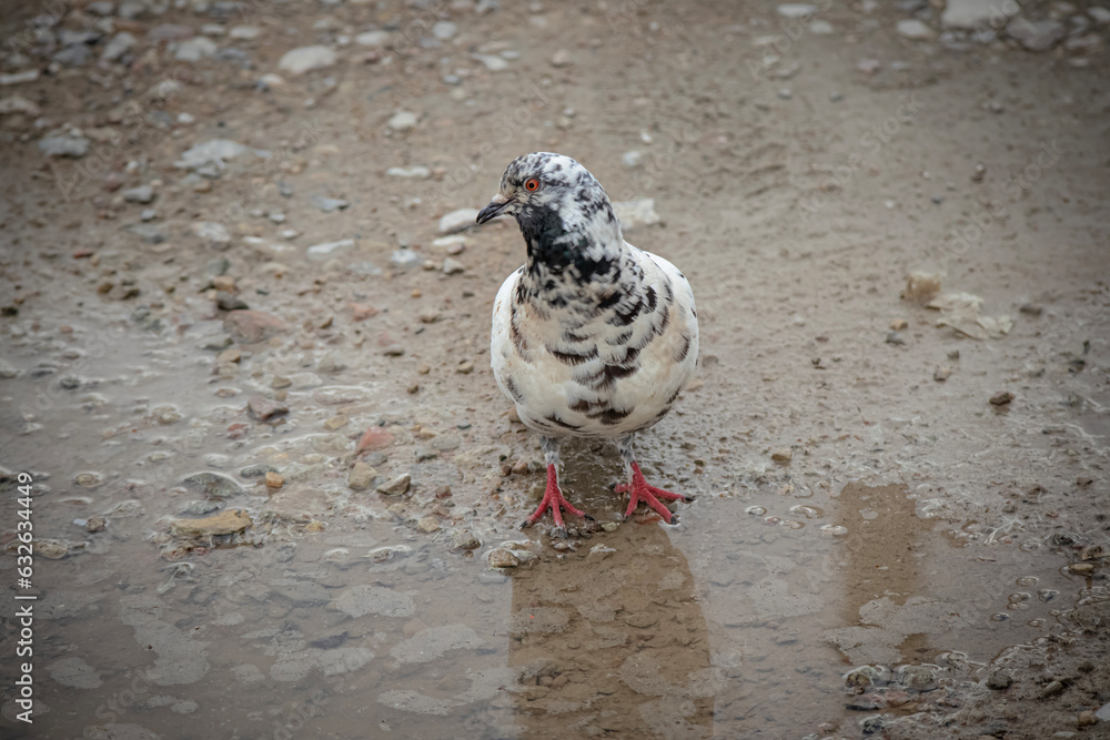 White and grey speckled pigeon standing in front of a rain puddle thinking to drink some water White and grey speckled pigeon standing in front of a rain puddle thinking to drink some water