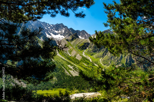 forest in the mountains