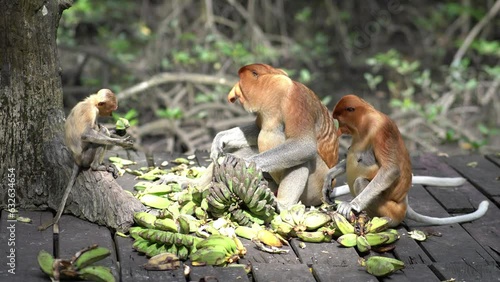 proboscis monkey photo
