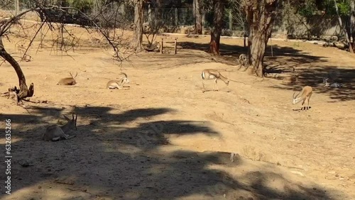 Beautiful yellow antelopes walk in the zoo enclosure