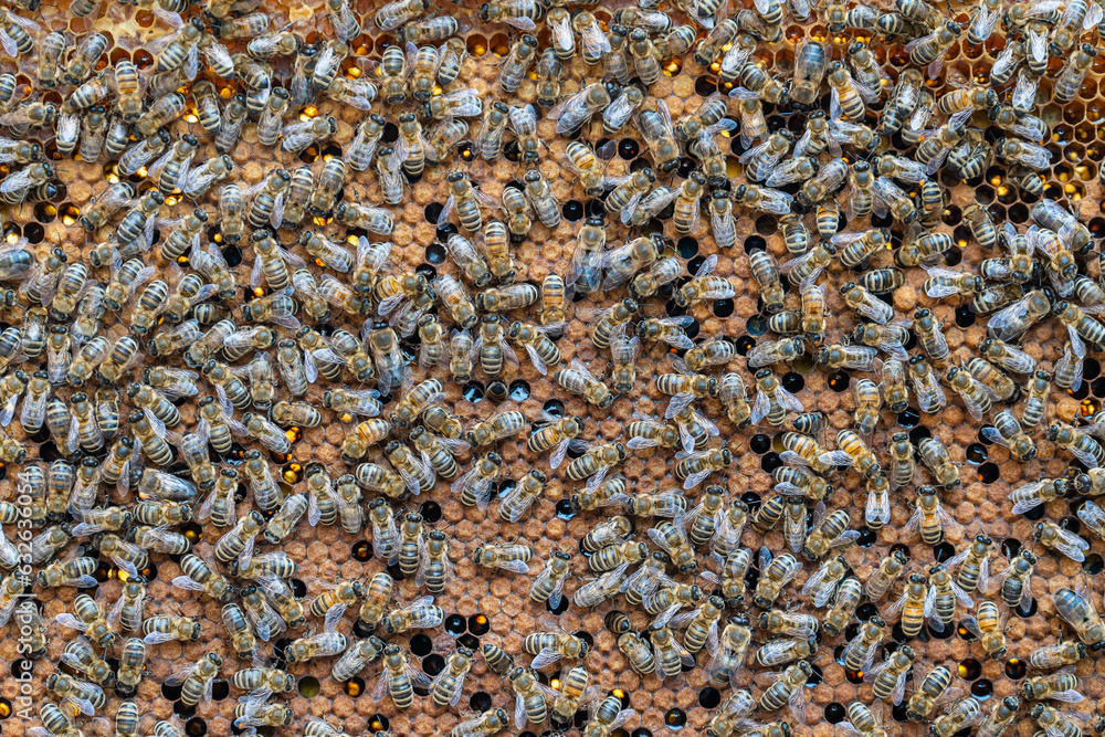 Colony of bees on honeycomb in apiary. Beekeeping in countryside. Wooden frame with honeycombs, closeup Colony of bees on honeycomb in apiary. Beekeeping in countryside. Wooden frame with honeycombs, closeup