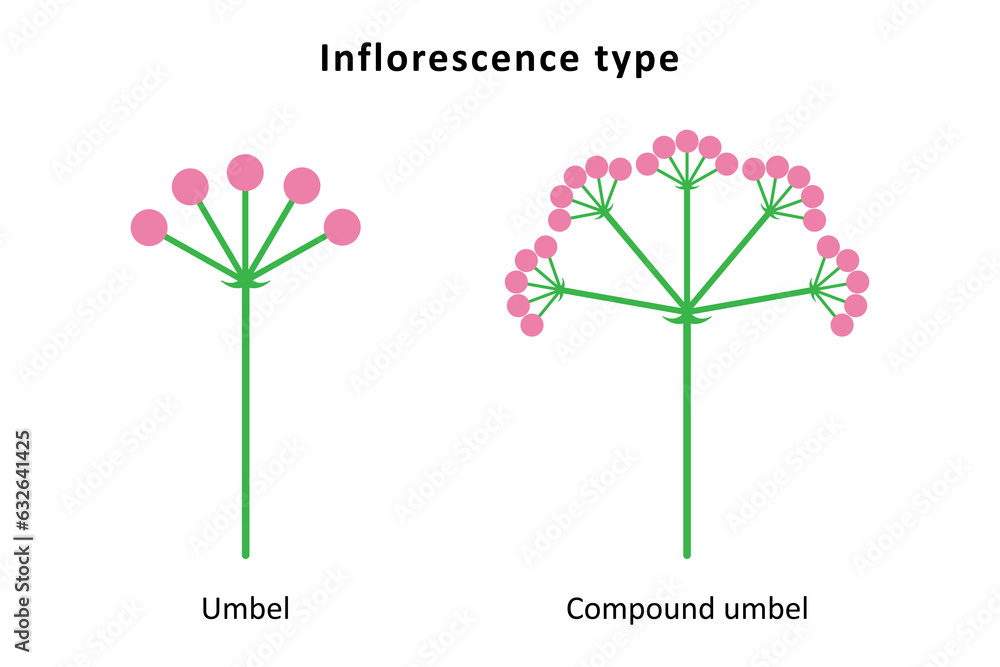 Inflorescence types. Umbel and compound umbel. - obrazy, fototapety, plakaty 