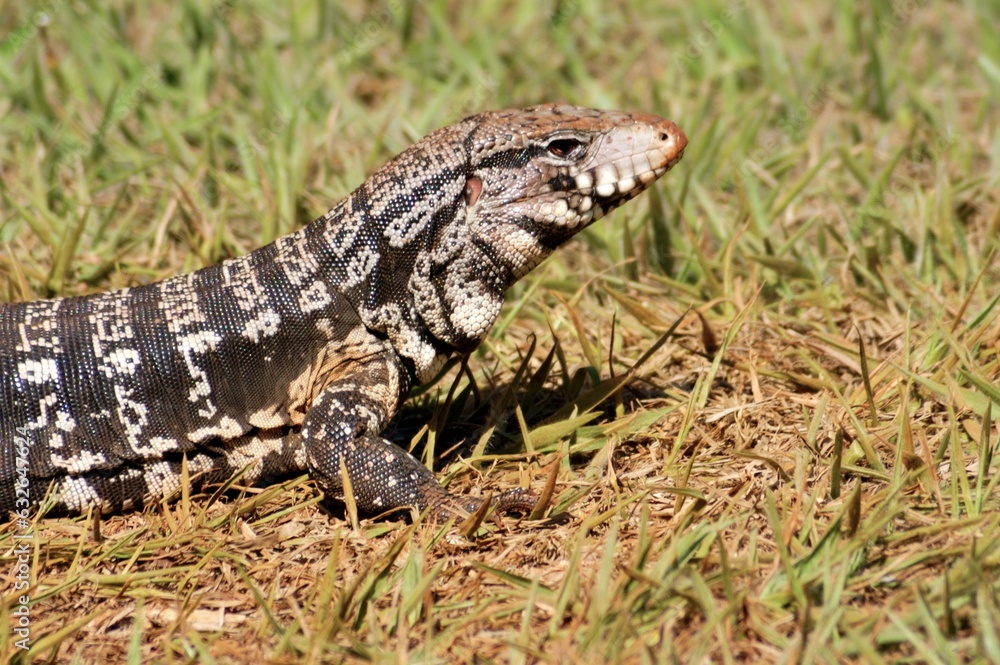 Fototapeta premium Lagarto Teiú , Brasil 