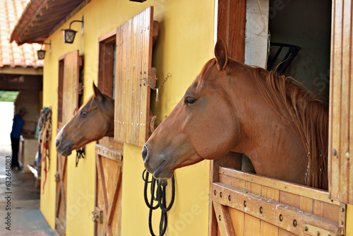 Bild auf Leinwand Cavalos em estábulo