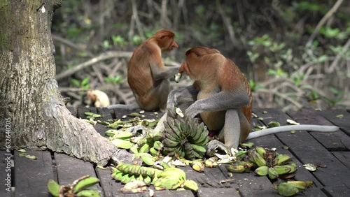 proboscis monkey photo