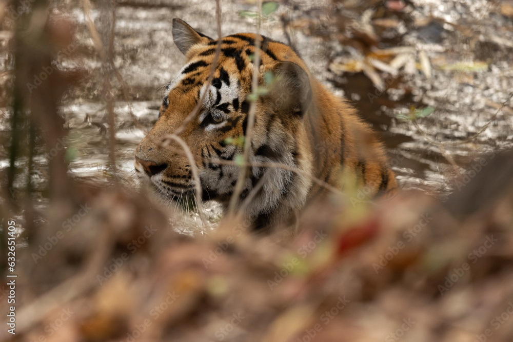 Obraz premium Closeup of a tiger resting in a river channel, Tadoba Andhari Tiger Reserve, India