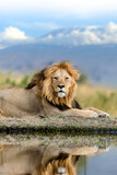 Lion on Kilimanjaro mount background in National park of Kenya, Africa