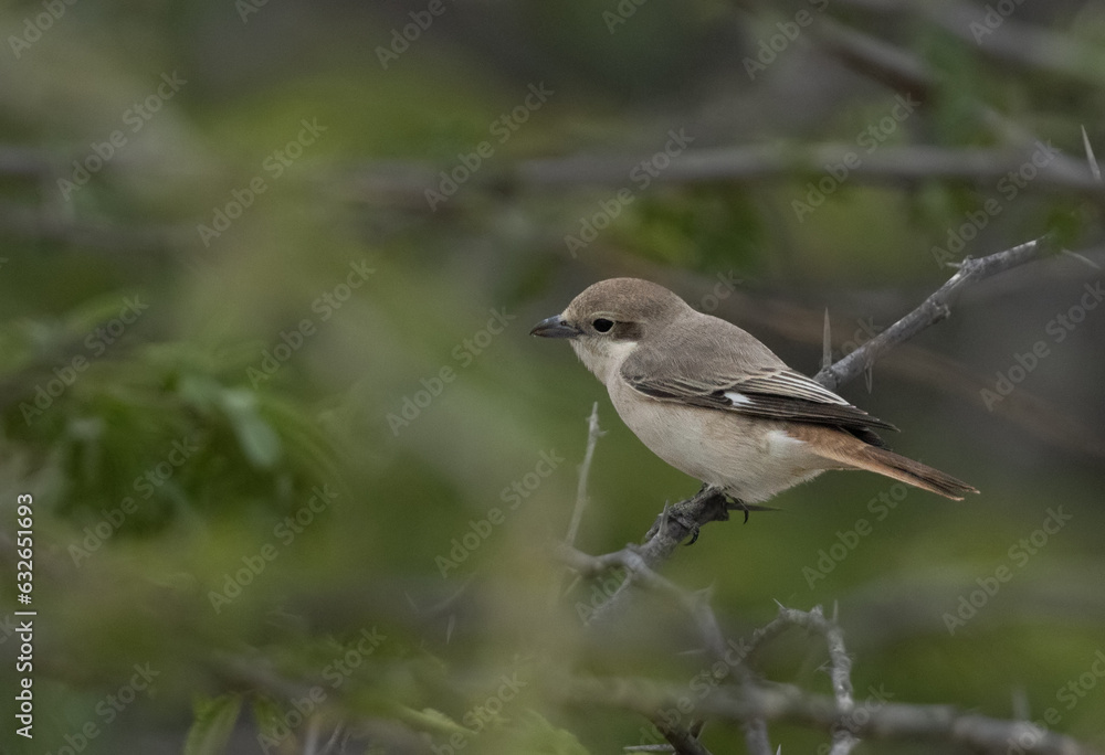 Isaballine shrike perched on acacia twig, Bahrain Isaballine shrike perched on acacia twig, Bahrain