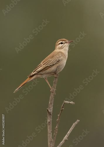 Obraz na płótnie Closeup of a Rufous-tailed Scrub Robin perched on a branch at Hamala, Bahrain w salonie