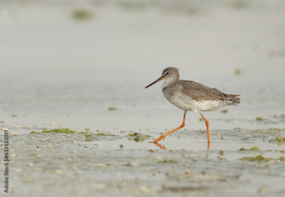 Common Redshank searching food at Eker creek, Bahrain Common Redshank searching food at Eker creek, Bahrain