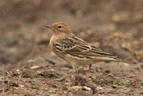 Portrait of a Red throated pipit at Buri farm, Bahrain