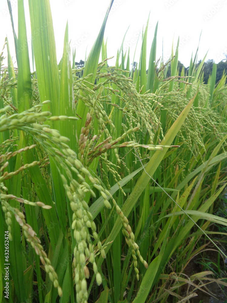 rice paddy rice rice paddy rice