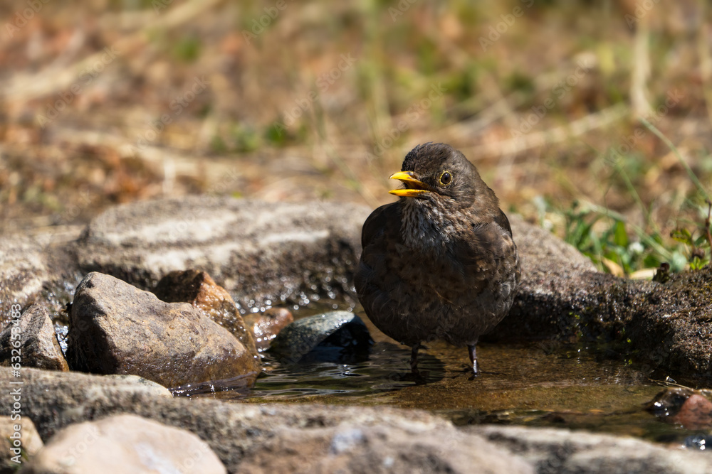 Obraz premium Close up front view of european blackbird female standing in the water of natural looking birdbath with open beak