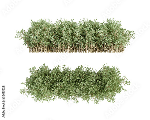 Isolated shurbs on white background