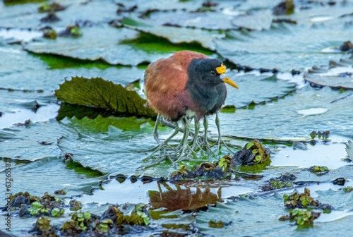 Northern Jacana bird with several chicks escaping a cold morning under cover of their mother, Costa Rica