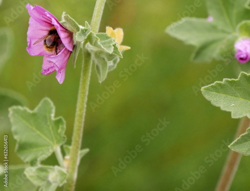 bumble bee in a pink flower of Hollyhock