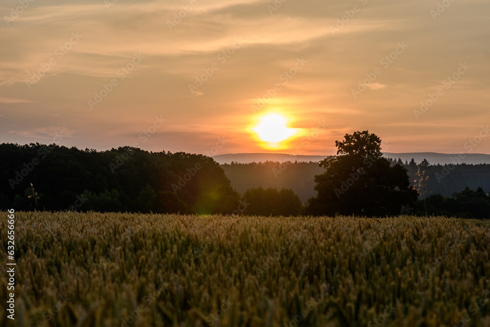 Fototapeta premium sunset over field