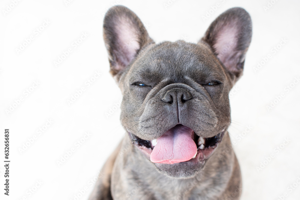 Fototapeta premium Portrait of a cute grey French bulldog with mouth open isolated on a white background. Portrait of a dog. Pet care