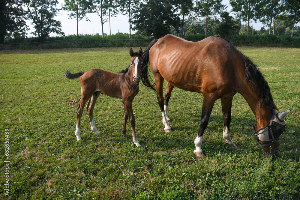Obraz premium grazing foal with its mother