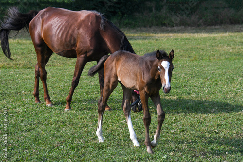 grazing foal with its mother