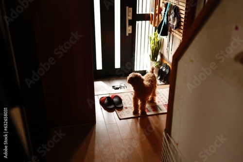 玄関で飼い主の帰宅を待つトイプードル photo