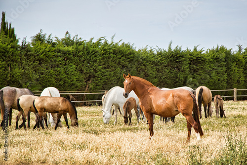 Andalusian Mare