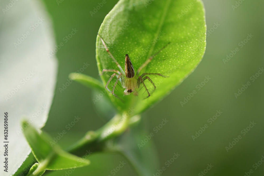Fototapeta premium Spider on leaf