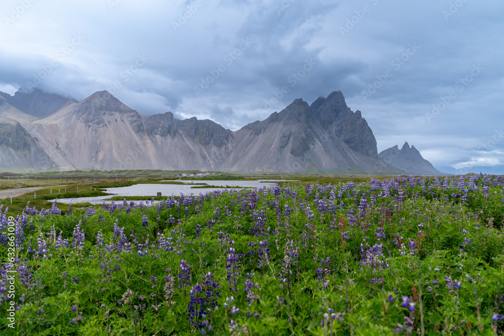 Fototapeta premium Vestrahorn mountain viewpoint in Southern Iceland, with purple lupine wildflowers