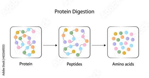 	
Protein Digestion. Proteases Enzymes (proteinases and peptidases) are digesting and breaking the protein into small peptide chains then into single amino acids, to be absorbed into the blood stream