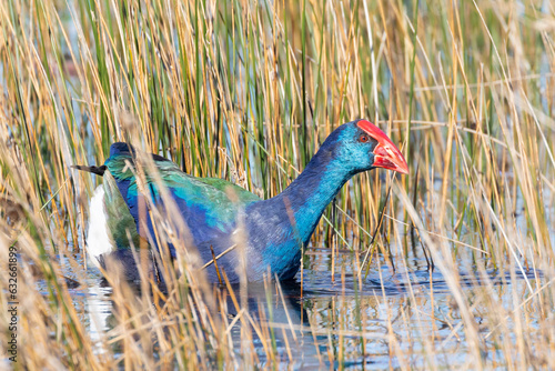 Tableau sur toile African Purple Gallinule or African Swamphen (Porphyrio madagascariensis)