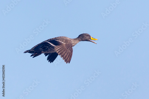 Yellow-billed Duck (Anas undulata) in flight over wetlands