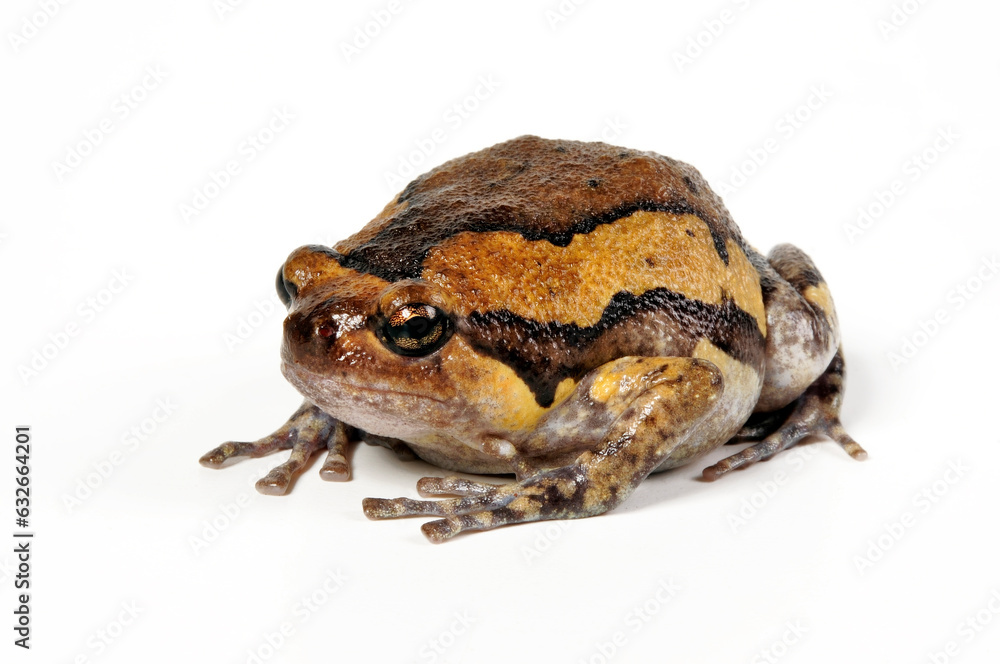 Fototapeta premium Banded bullfrog // Indischer Ochsenfrosch (Kaloula pulchra)