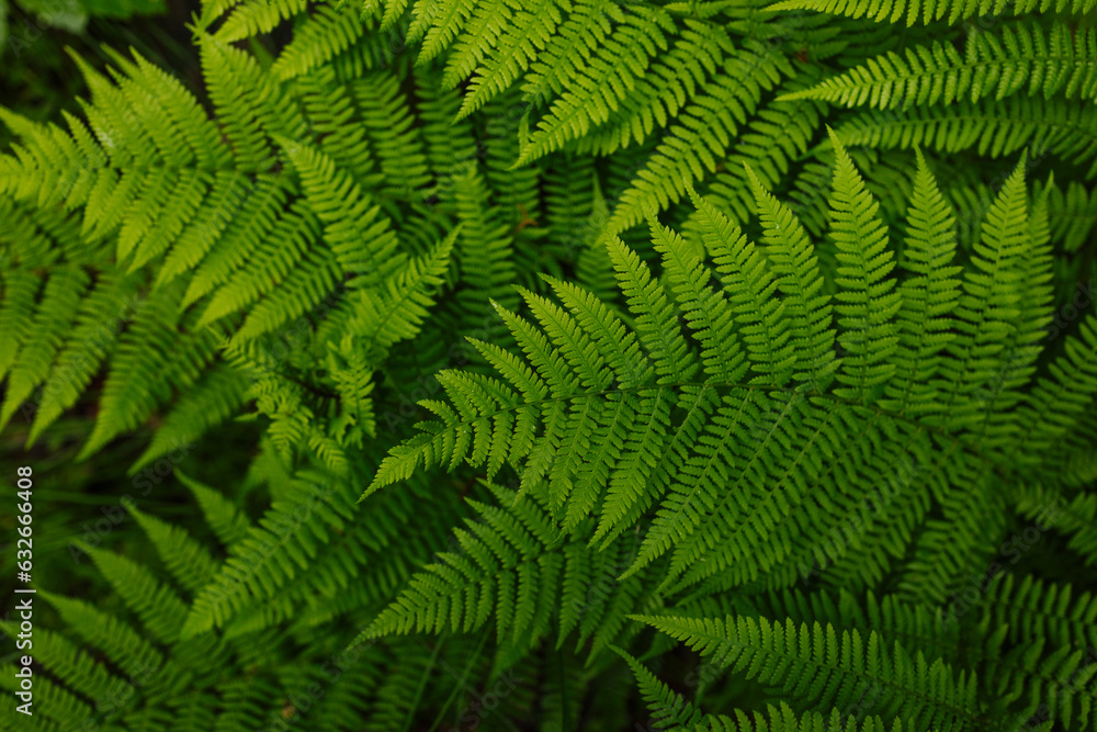Beautiful ferns leaves green foliage natural floral fern background.Perfect natural fern pattern. Beautiful ferns leaves green foliage natural floral fern background.Perfect natural fern pattern.