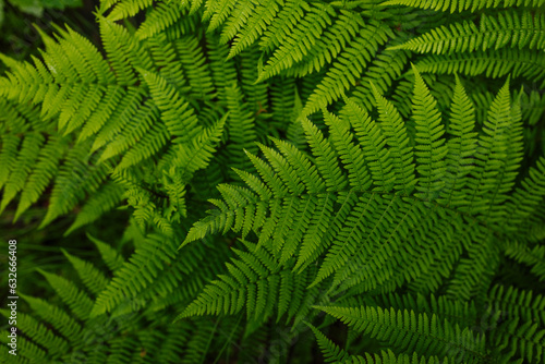 Beautiful ferns leaves green foliage natural floral fern background.Perfect natural fern pattern.