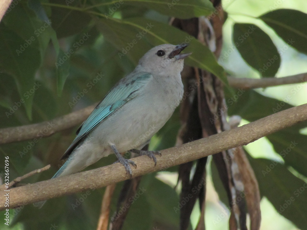 Fototapeta premium Thraupis sayaca