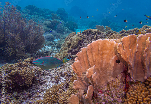 Caribbean coral garden photo