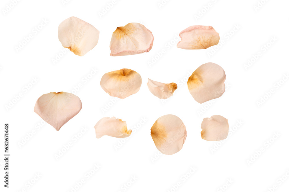 Dry pink rose isolated on a white background.