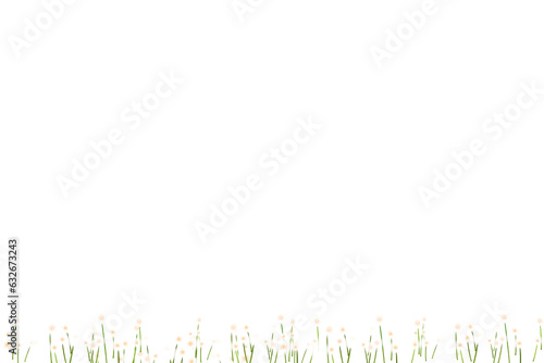 Dandolian  flowers set isolated on transparent background  white yellow flower isolated Photo summer spring flowers  png 