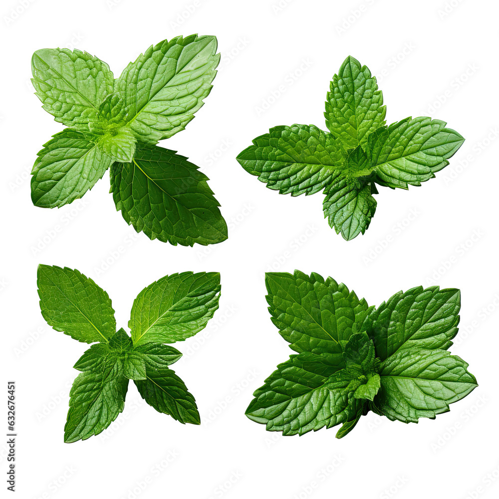 mint leaves isolated on transparent background mint leaves isolated on transparent background