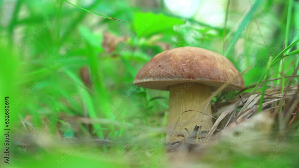 Boletus edulis growing between the blades of grass in the forest. Boletus edulis growing between the blades of grass in the forest.
